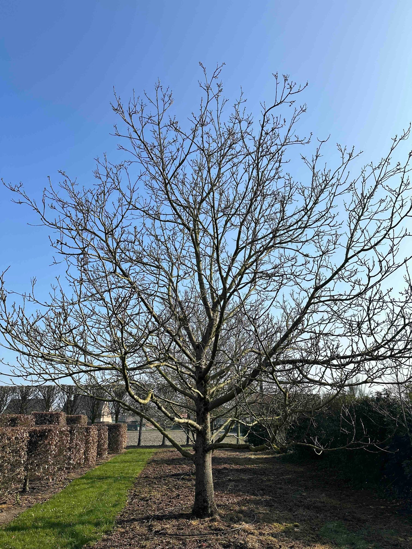 JR TREE #001