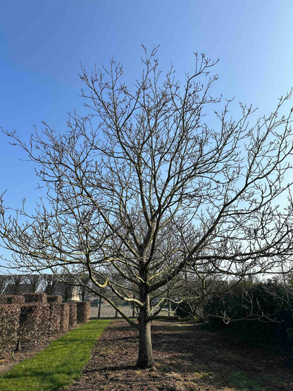 JR TREE #001