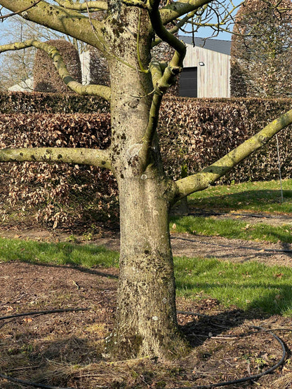 JR TREE #001