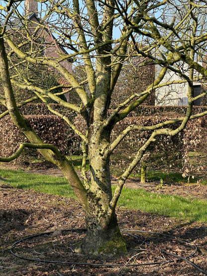 JR TREE #002