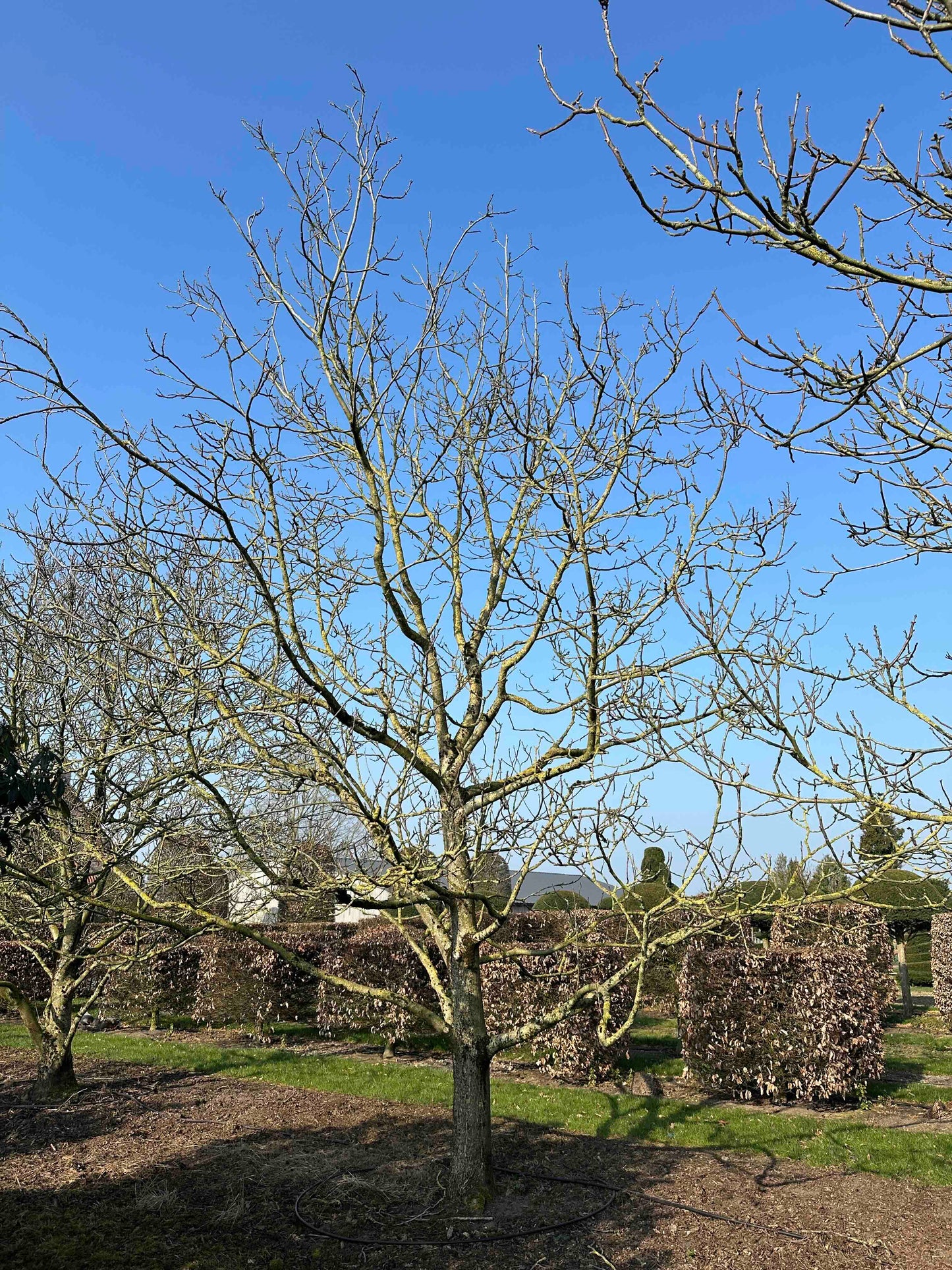JR TREE #003