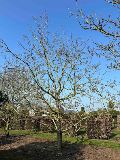 JR TREE #003