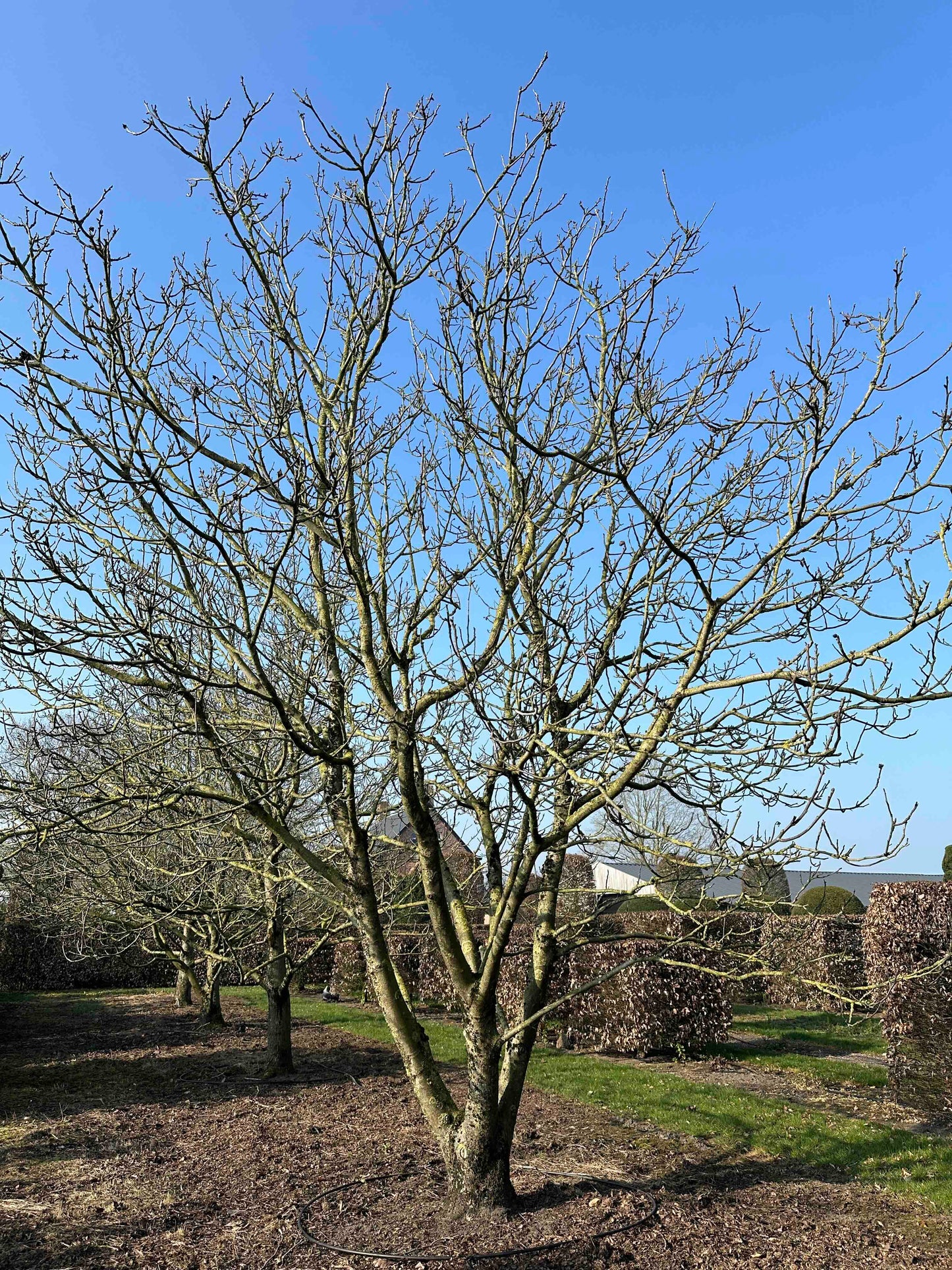 JR TREE #004