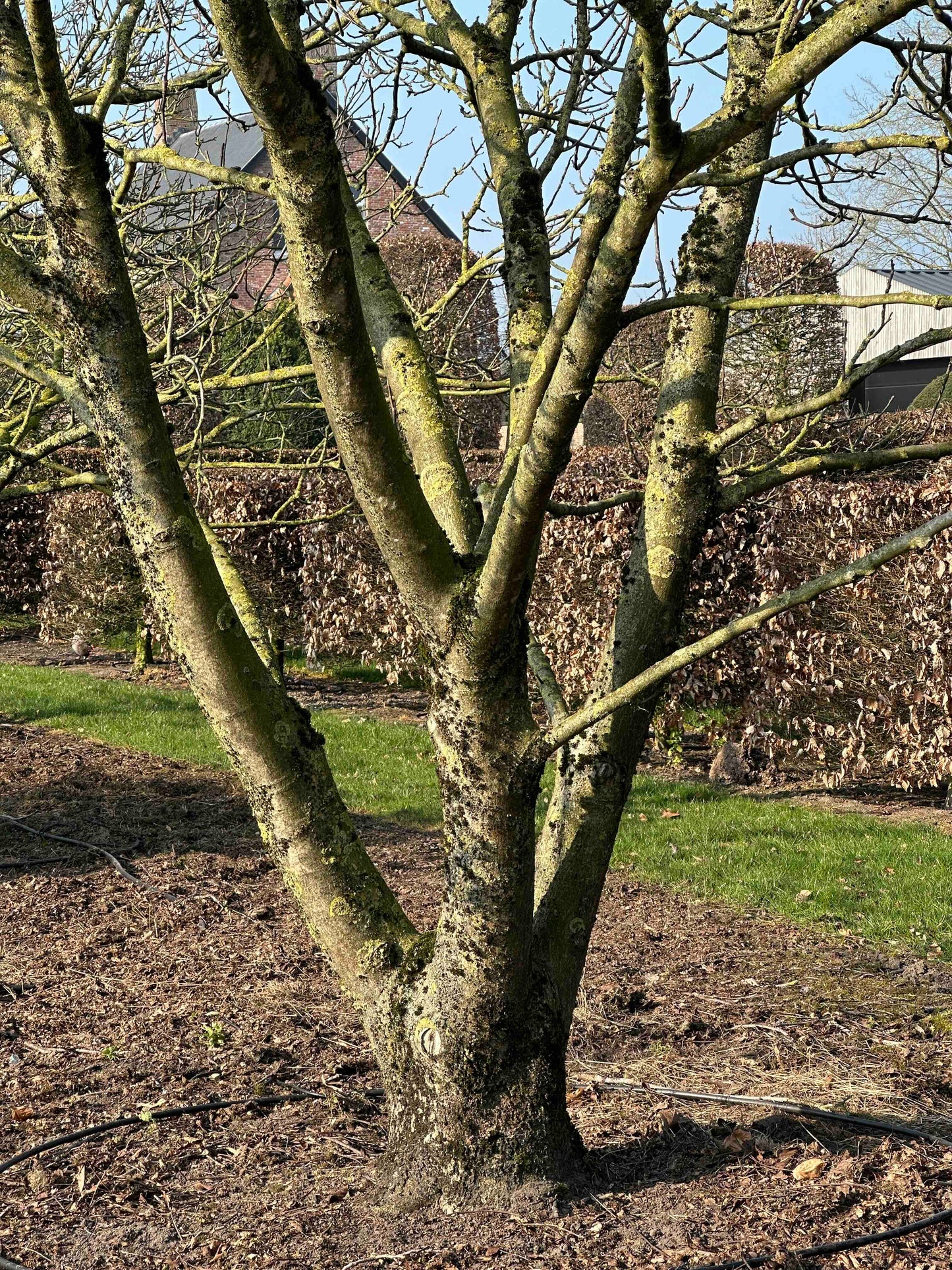 JR TREE #004