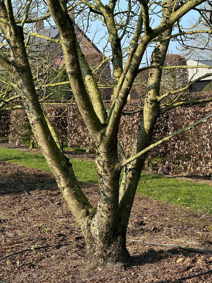 JR TREE #004