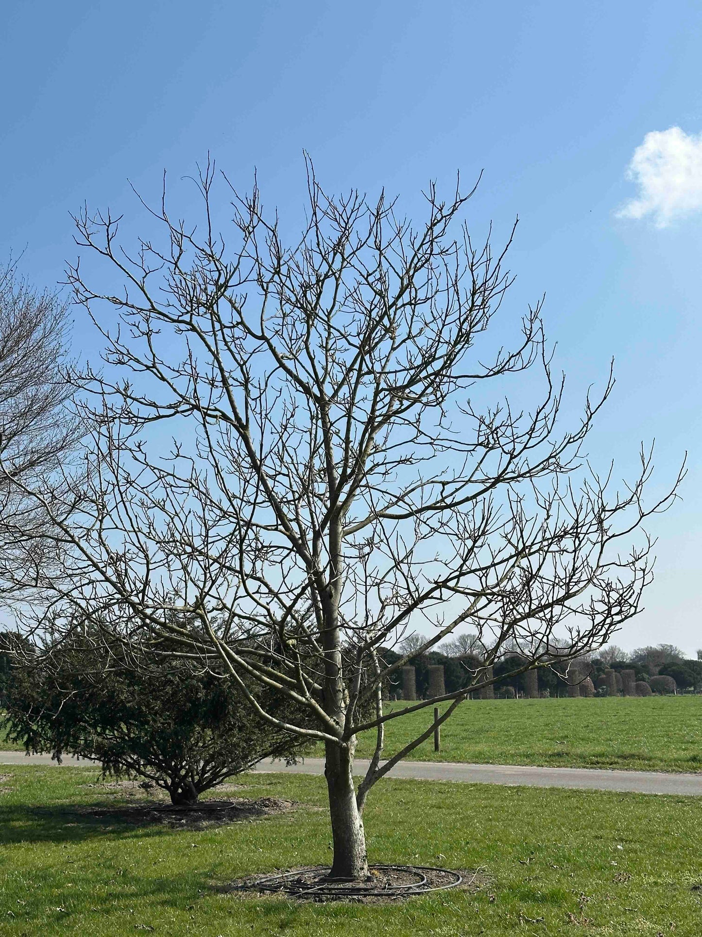 JR TREE #005