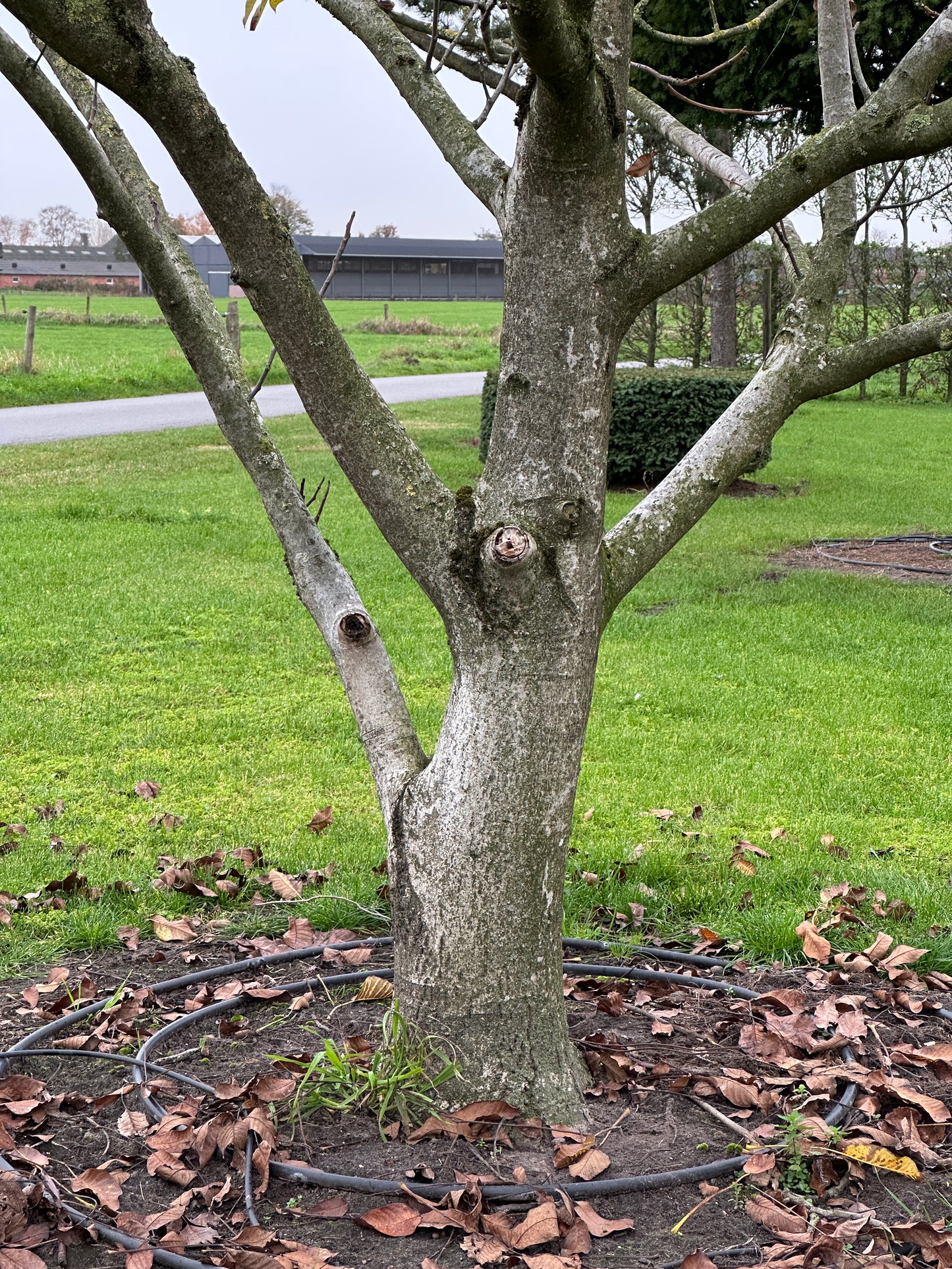 JR TREE #005