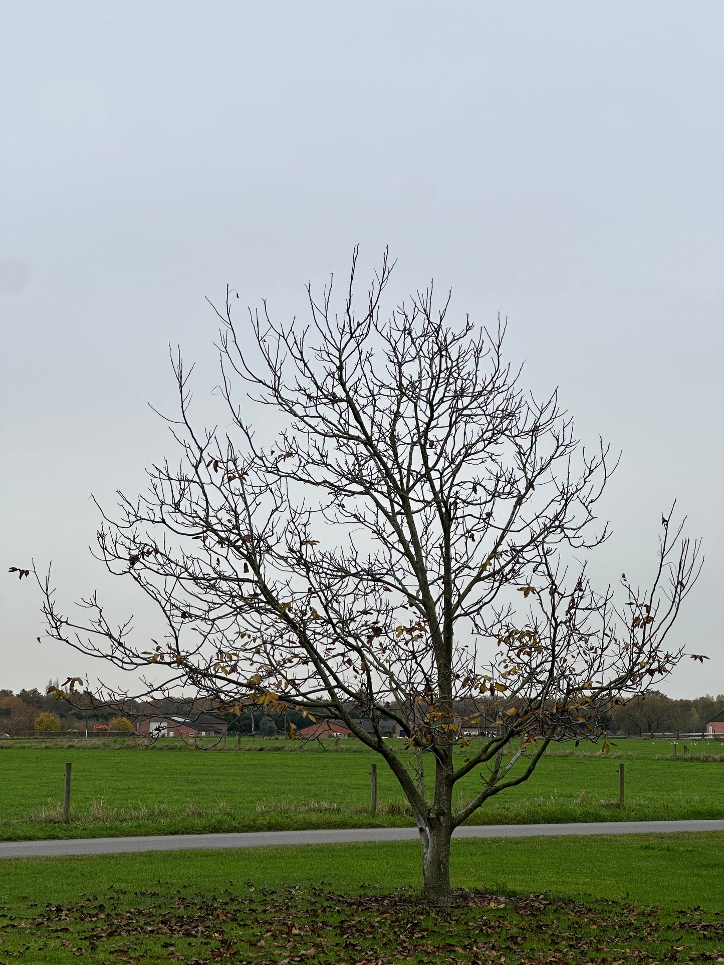JR TREE #005