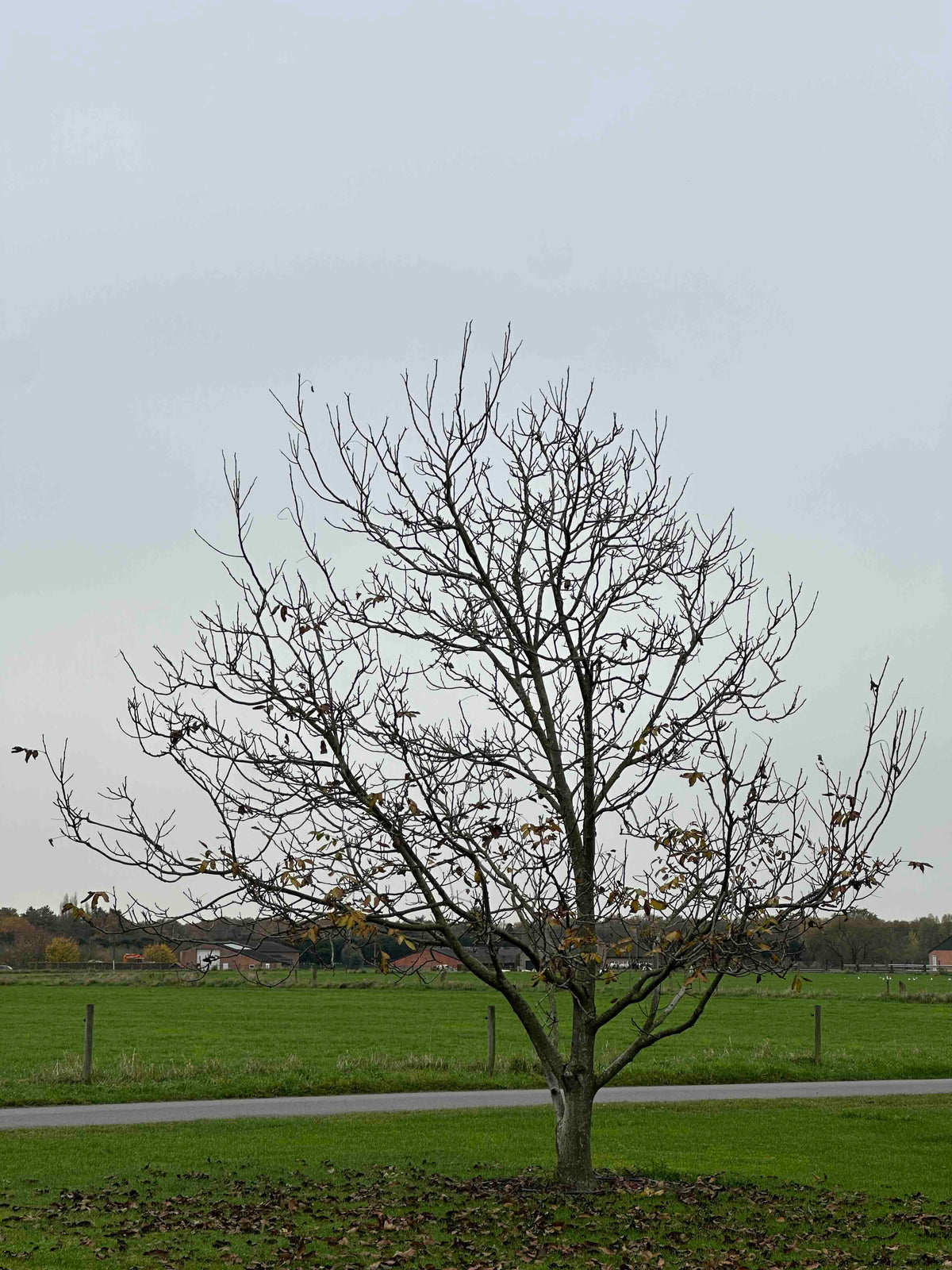 JR TREE #005