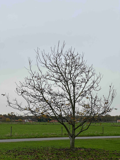 JR TREE #005