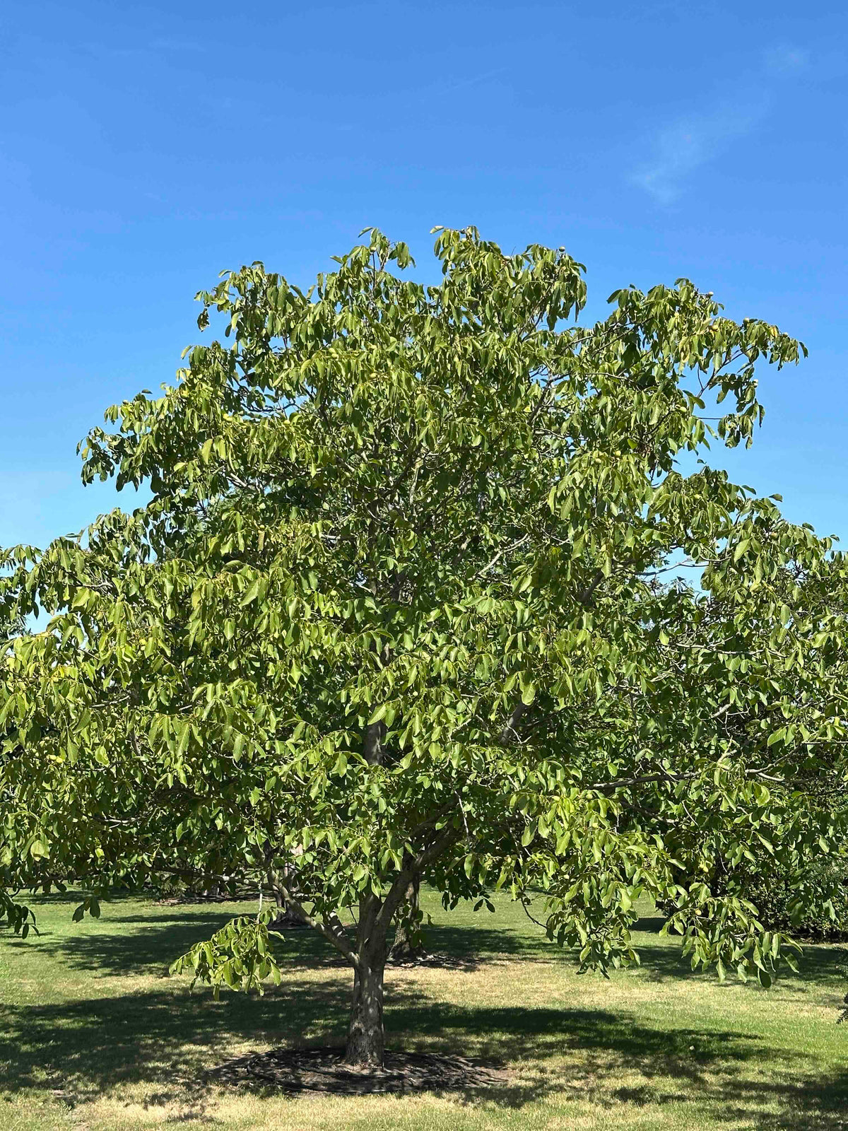 JR TREE #005
