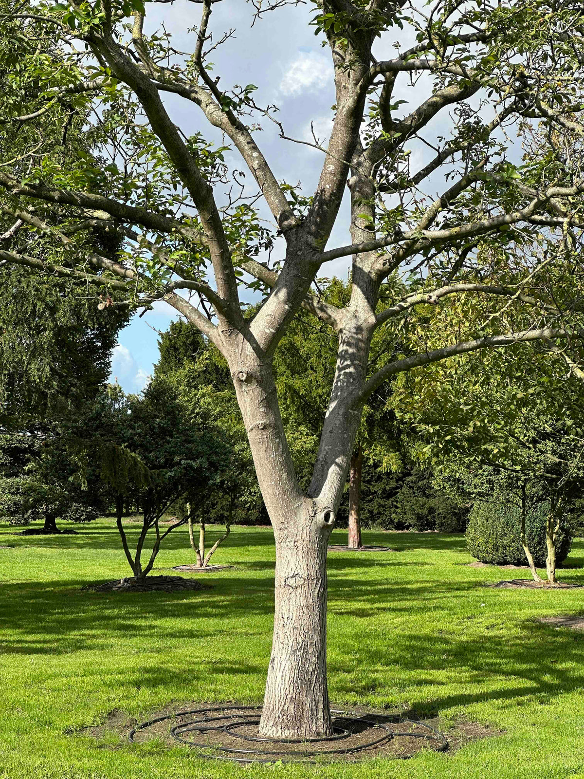 JR TREE #006