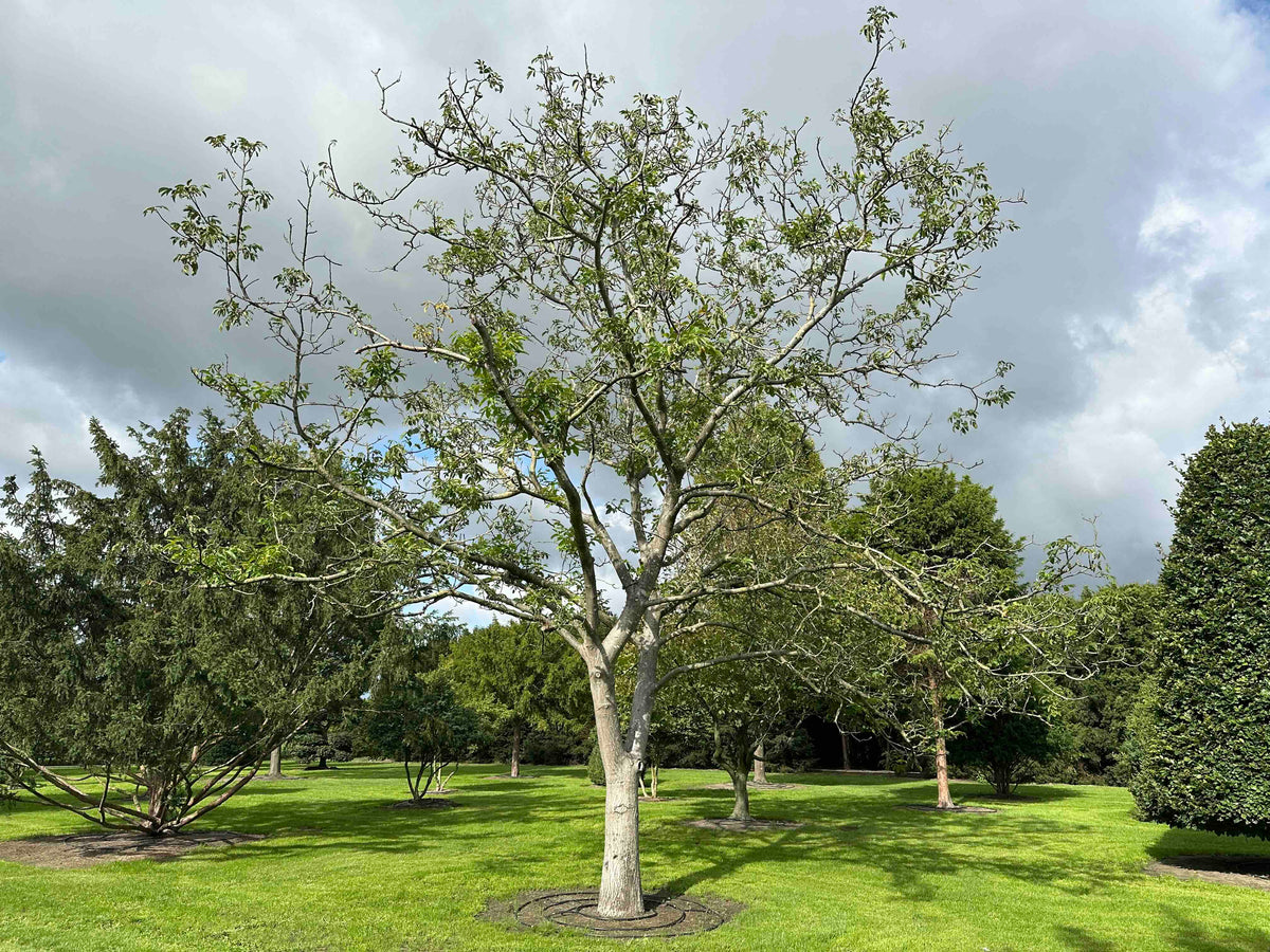 JR TREE #006