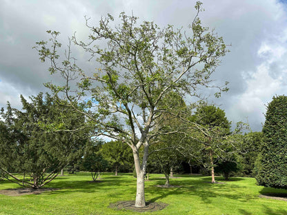 JR TREE #006
