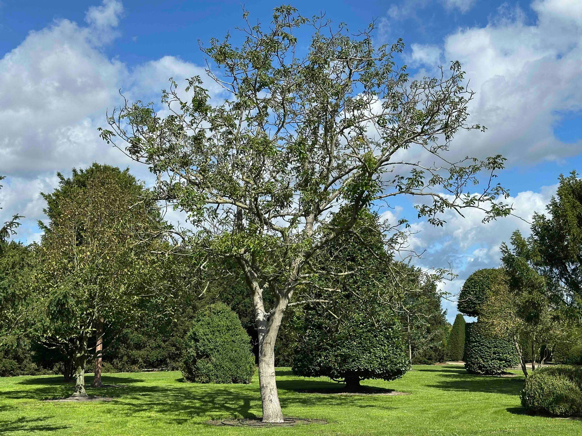 JR TREE #006