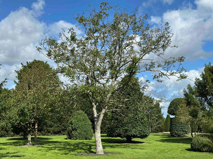 JR TREE #006