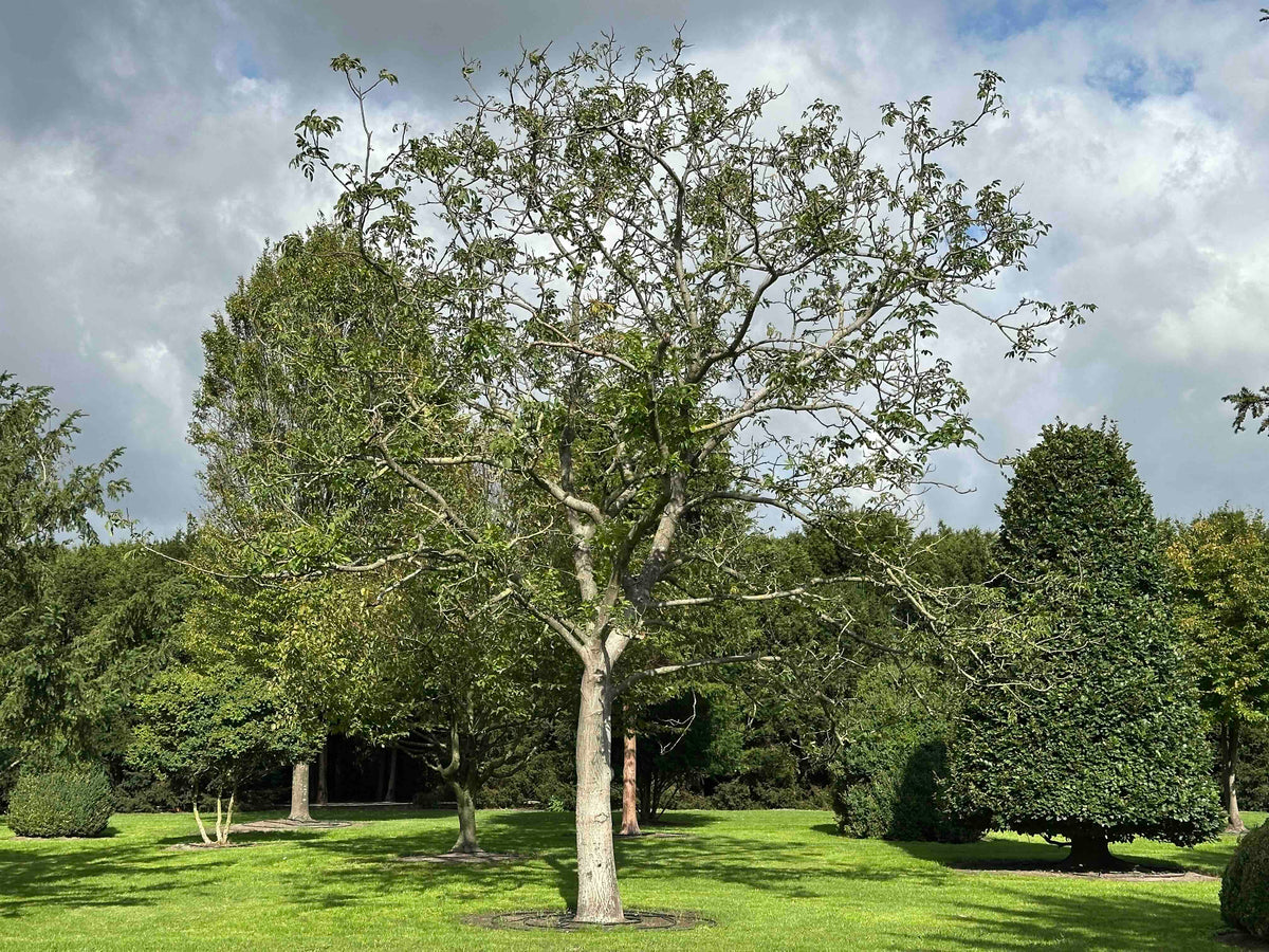 JR TREE #006