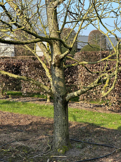JR TREE #003