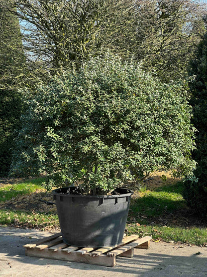 OB TOPIARY #002