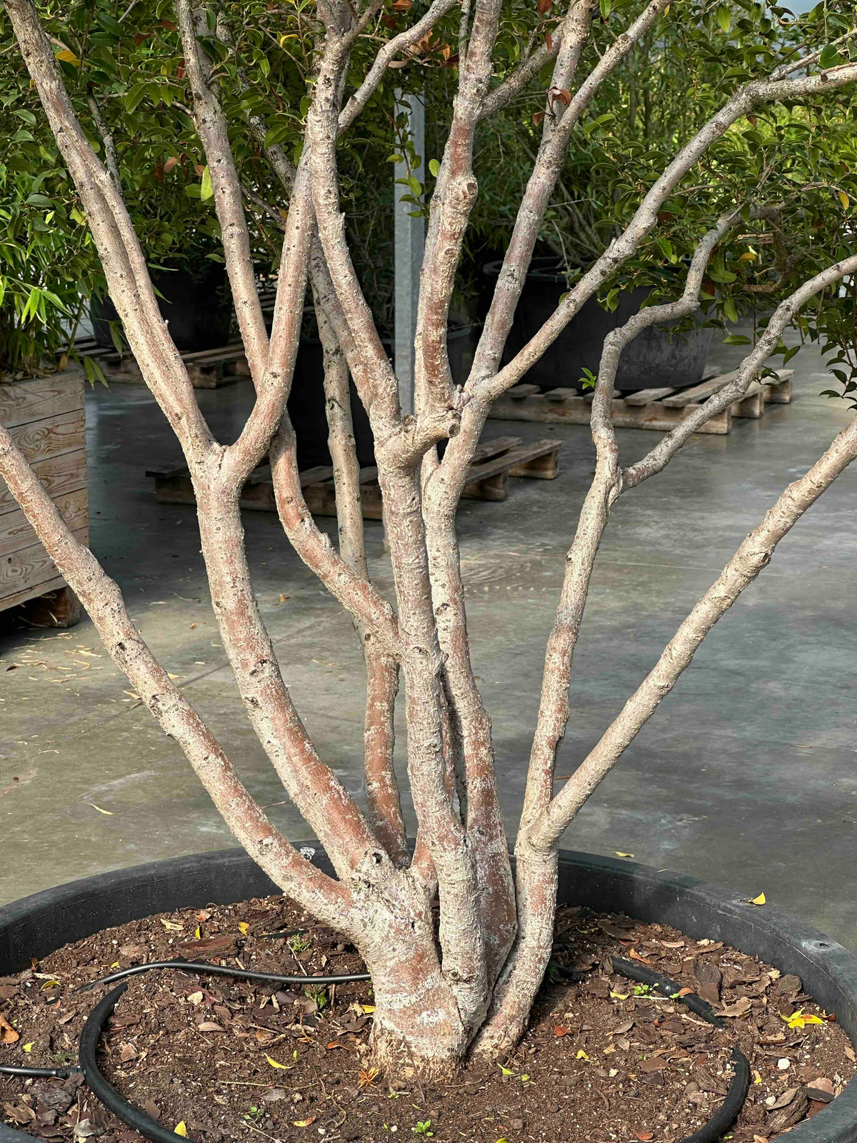 OB TREE #002