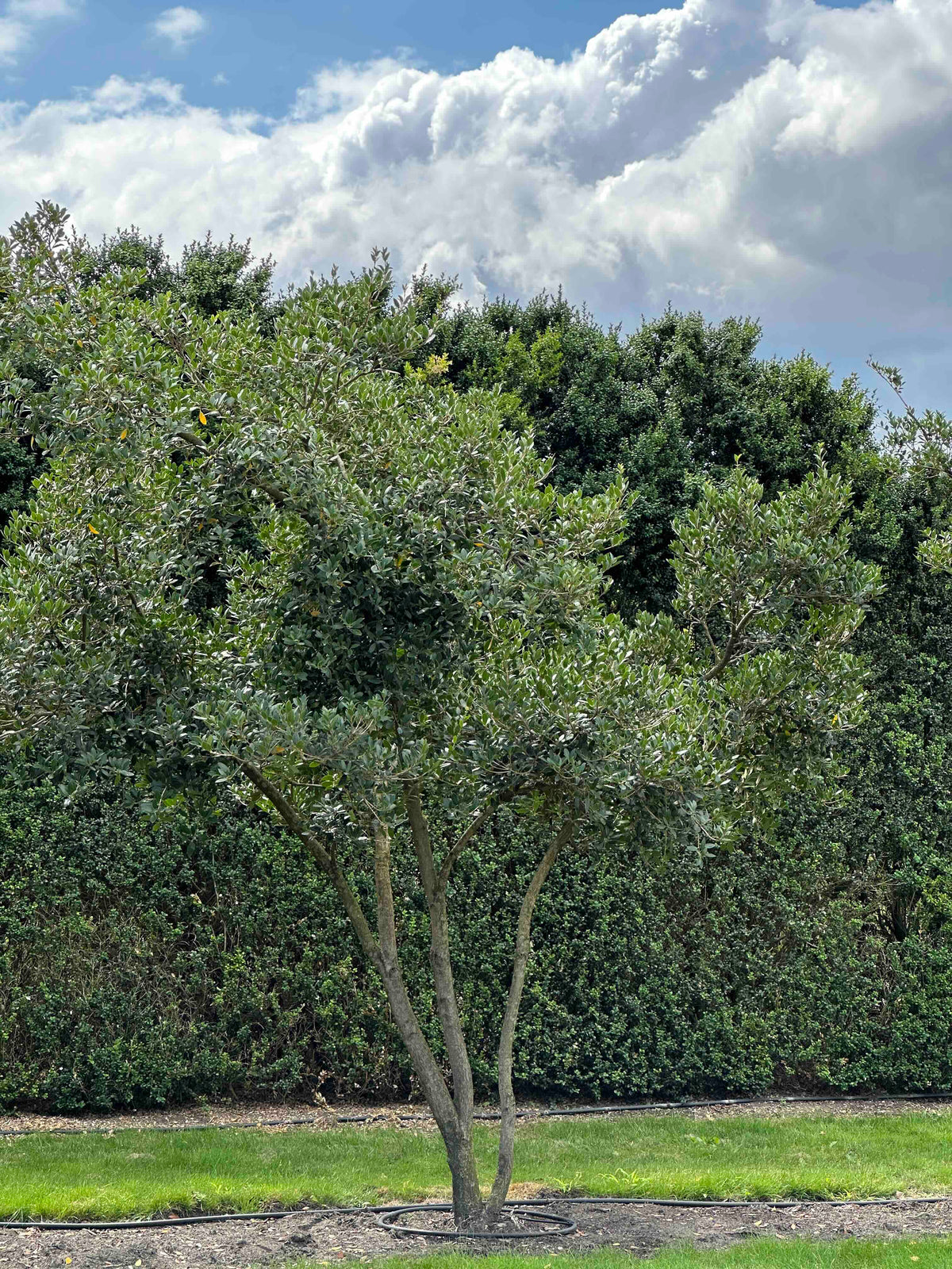 OH TREE #001