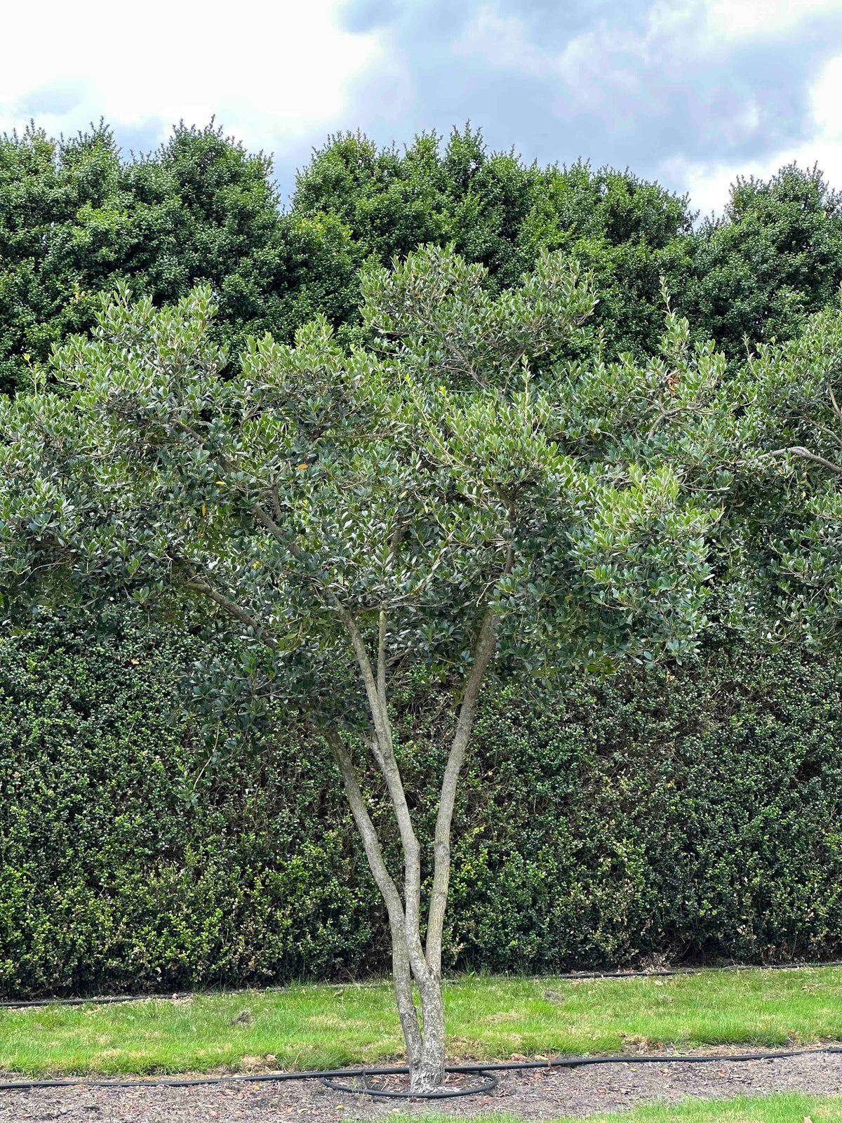 OH TREE #005