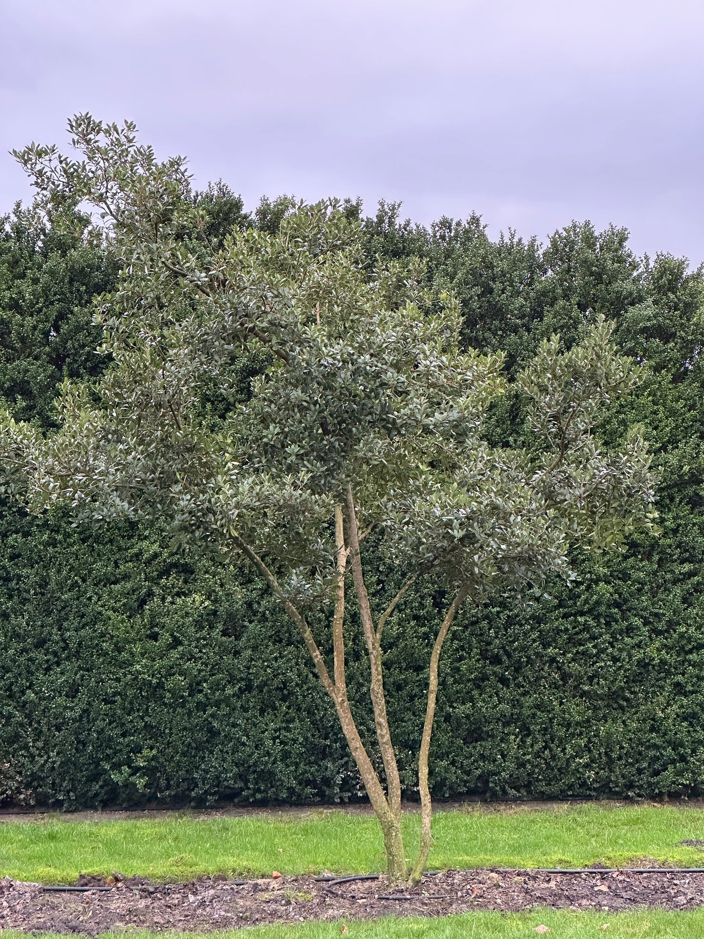 OH TREE #001