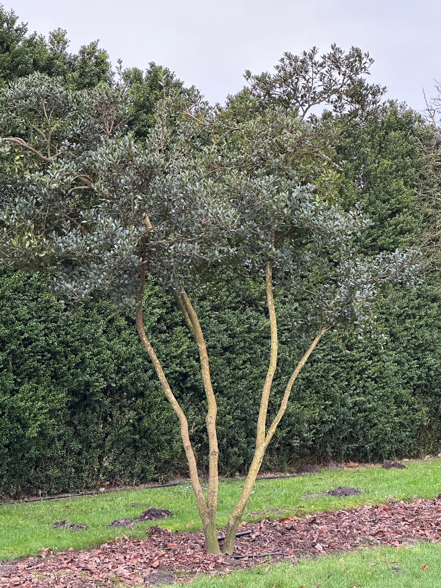 OH TREE #004