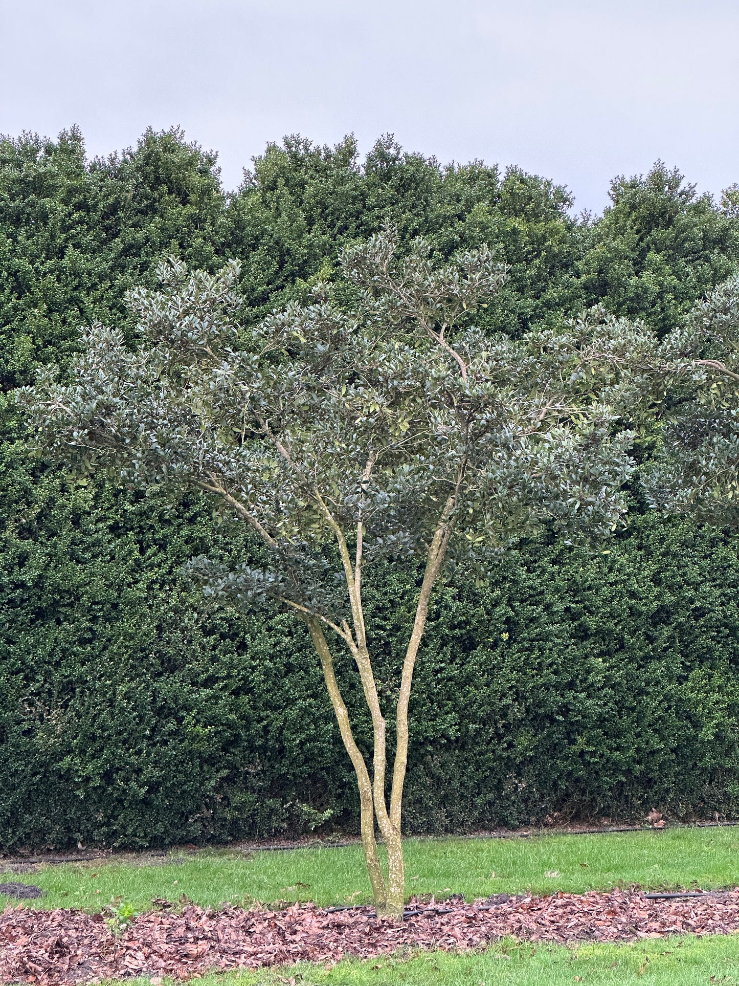 OH TREE #005