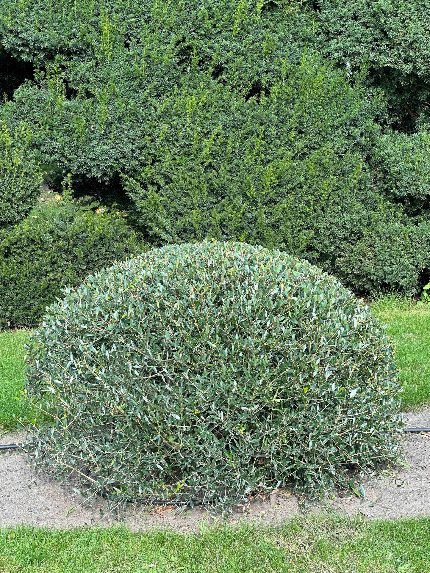 PA TOPIARY #001