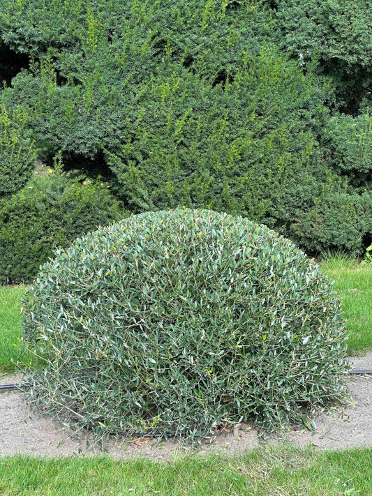 PA TOPIARY #001