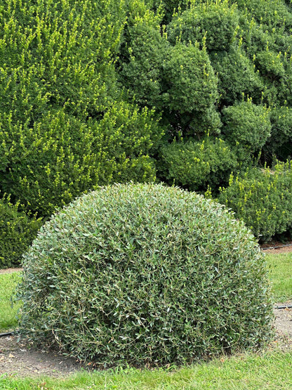 PA TOPIARY #001
