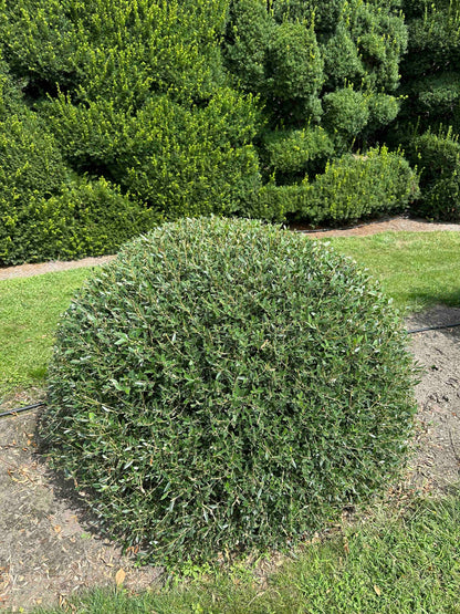 PA TOPIARY #001