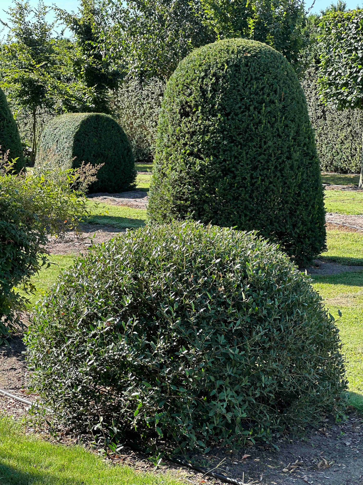 PA TOPIARY #001