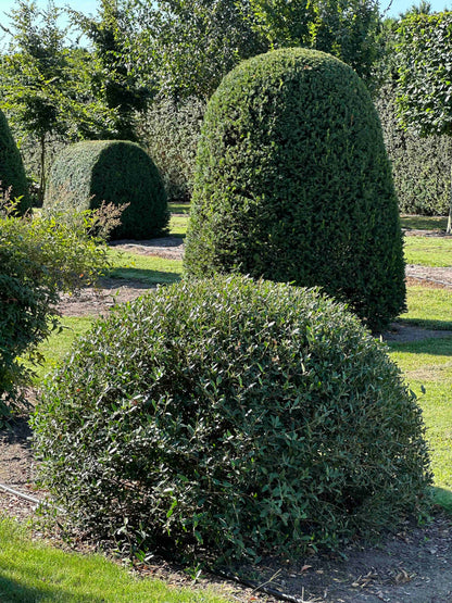PA TOPIARY #001