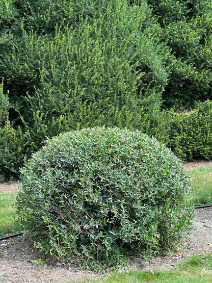 PA TOPIARY #002