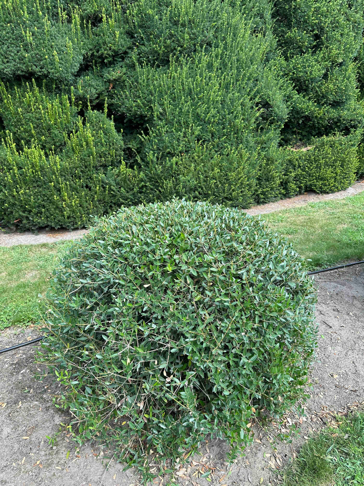 PA TOPIARY #002