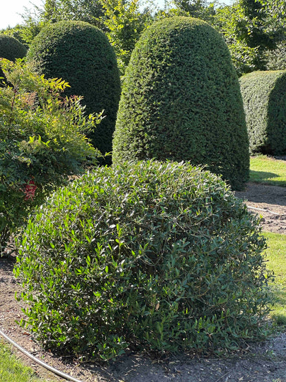 PA TOPIARY #002