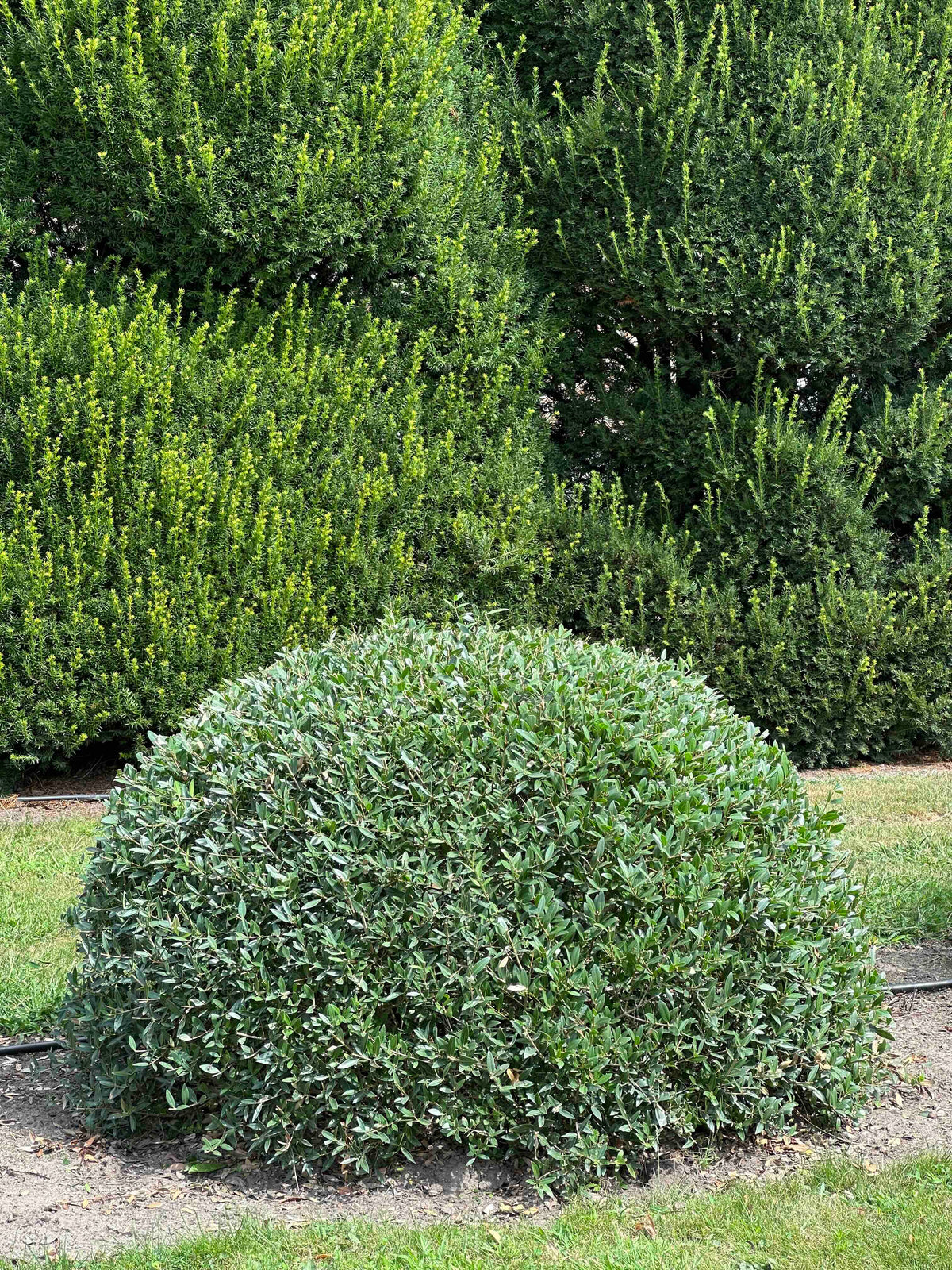PA TOPIARY #003