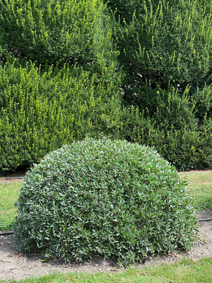 PA TOPIARY #003