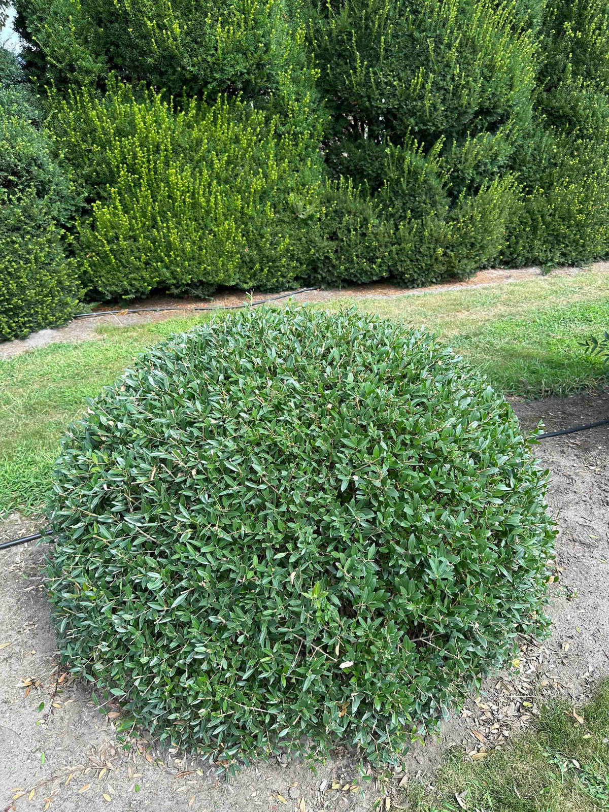 PA TOPIARY #003