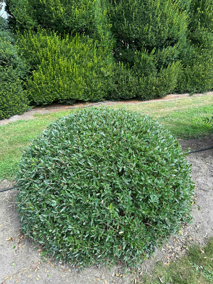 PA TOPIARY #003