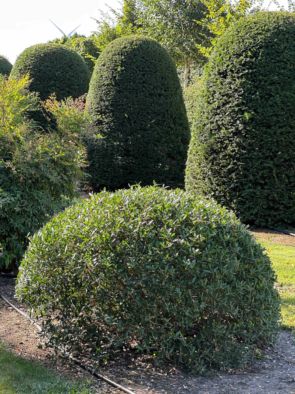 PA TOPIARY #003