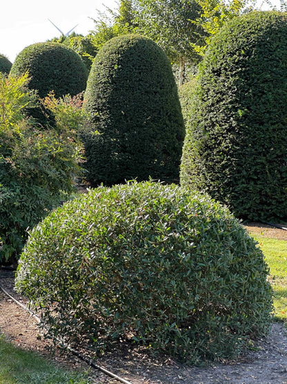 PA TOPIARY #003