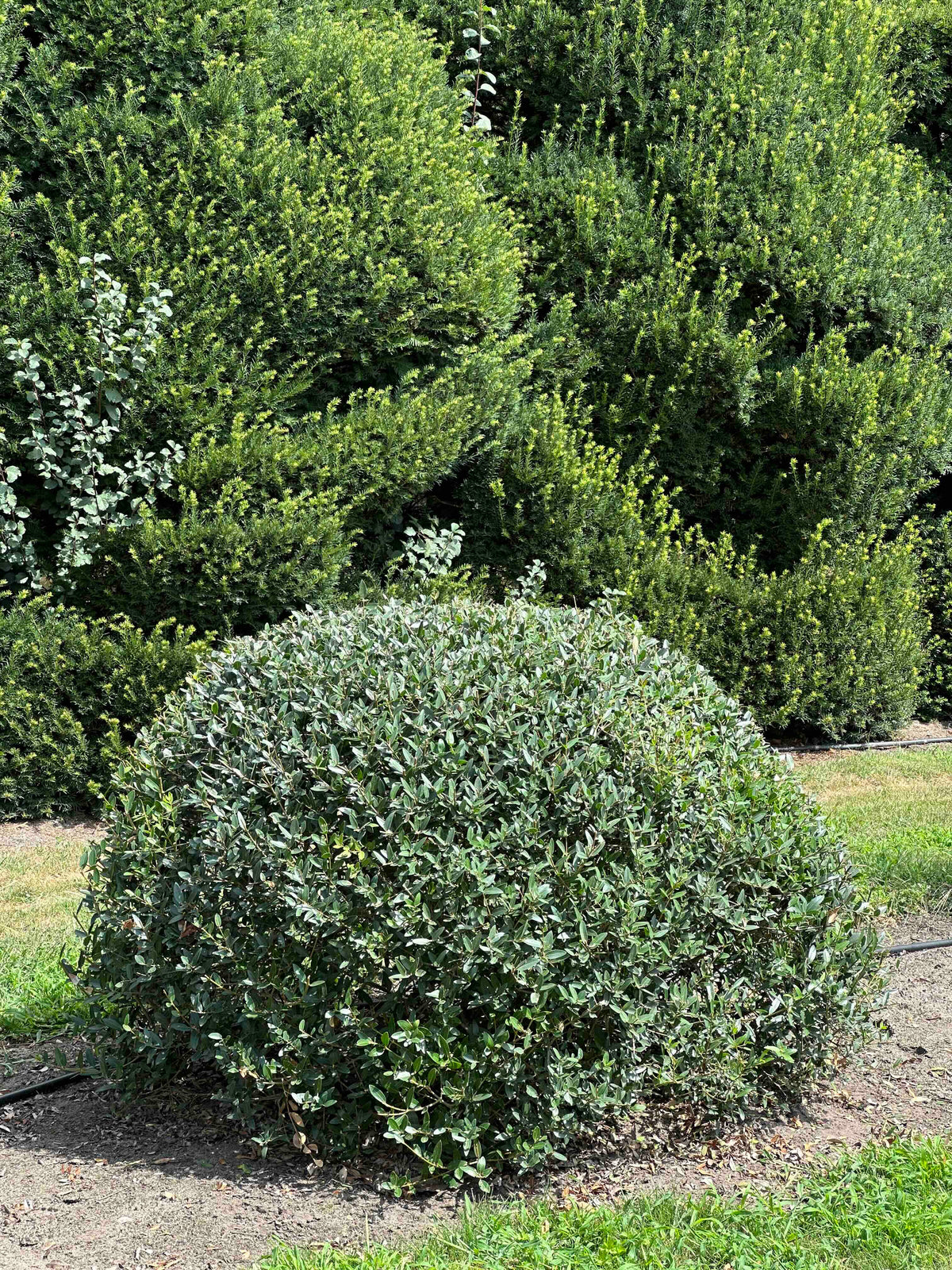 PA TOPIARY #004
