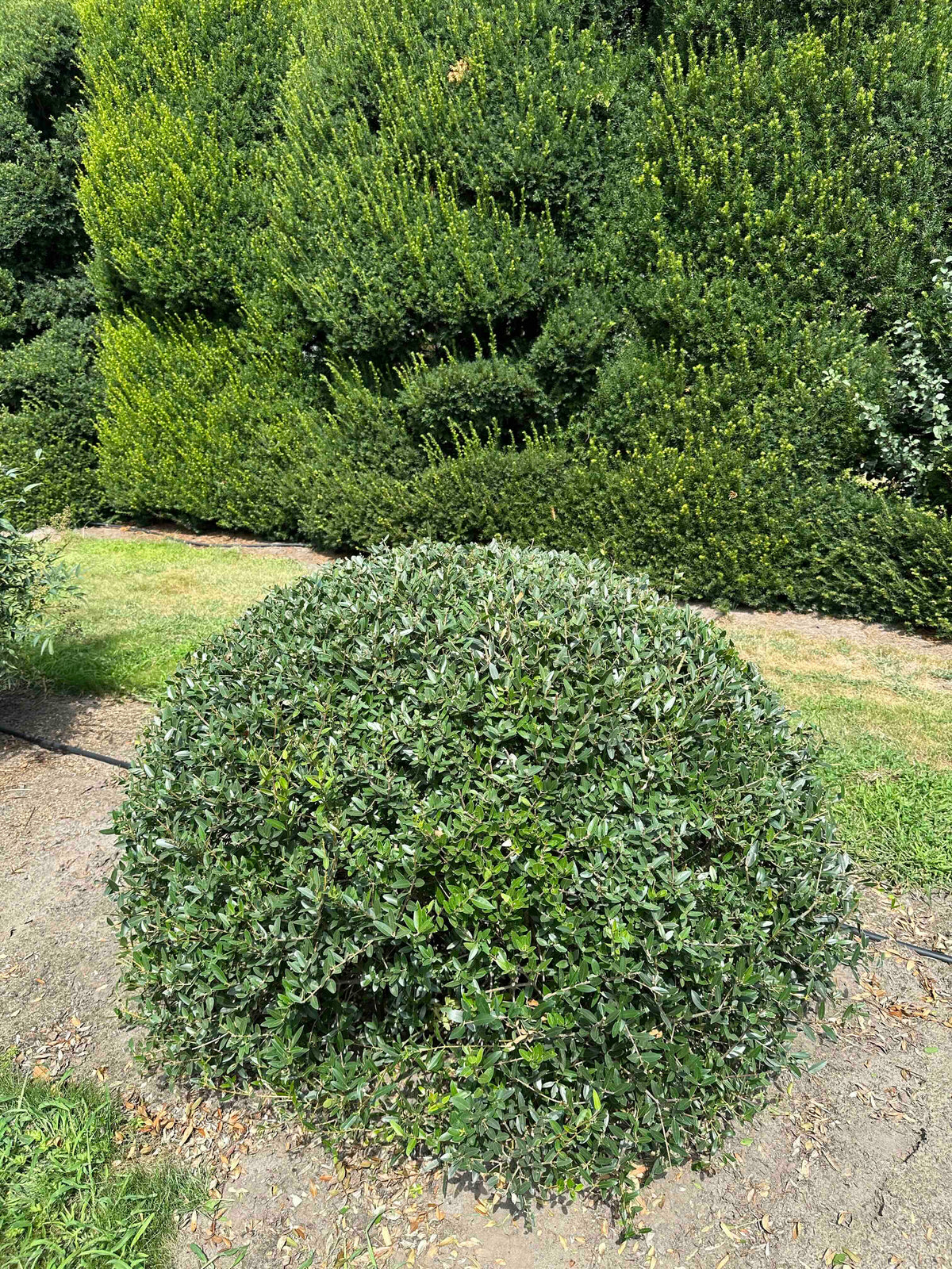 PA TOPIARY #004