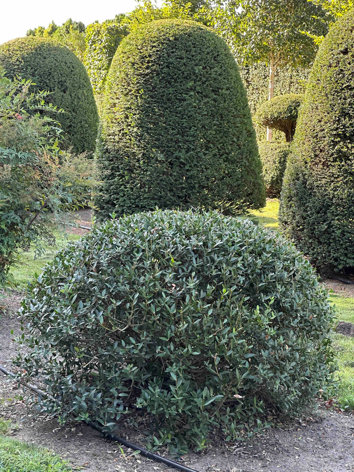 PA TOPIARY #004