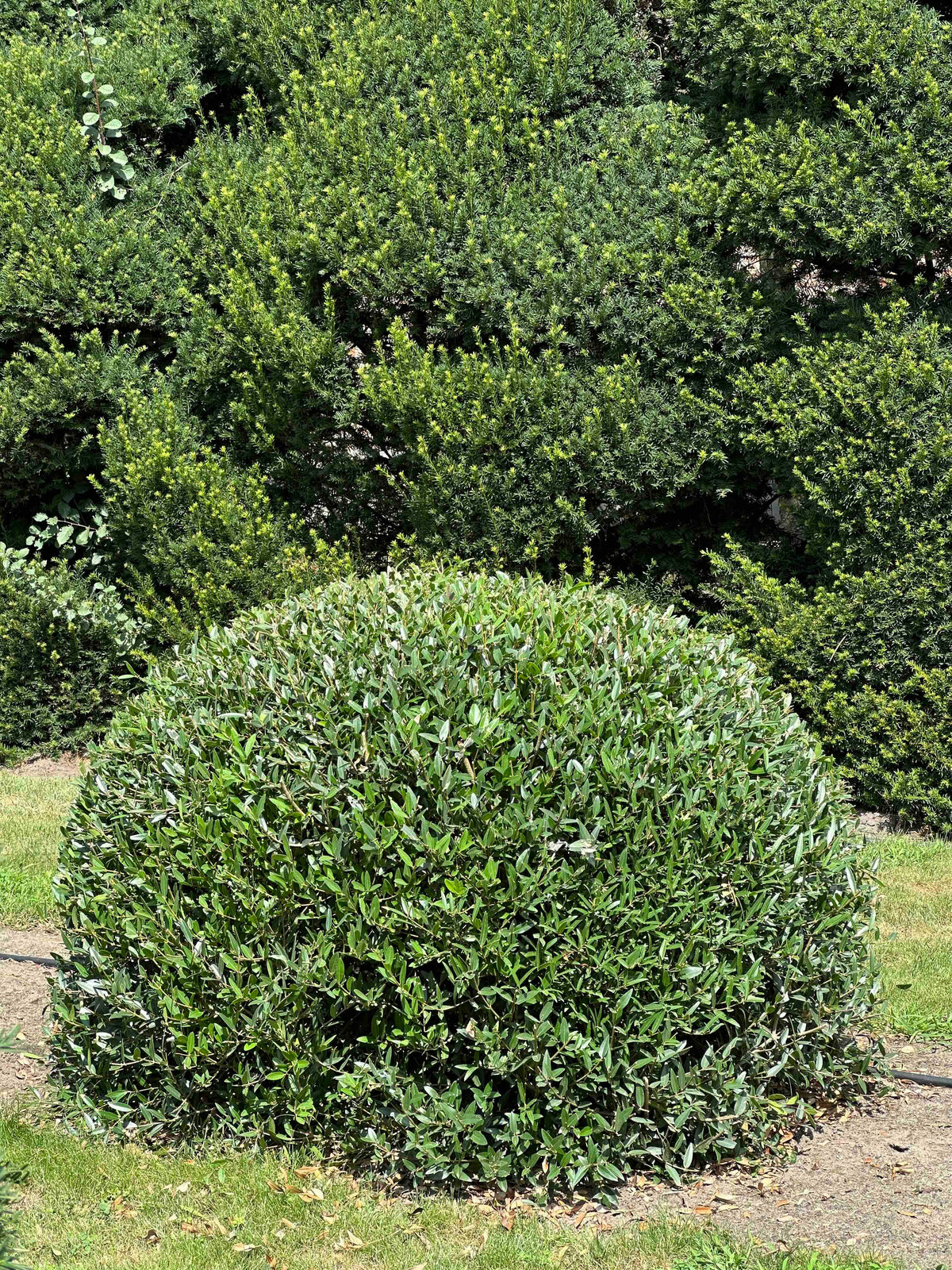 PA TOPIARY #005