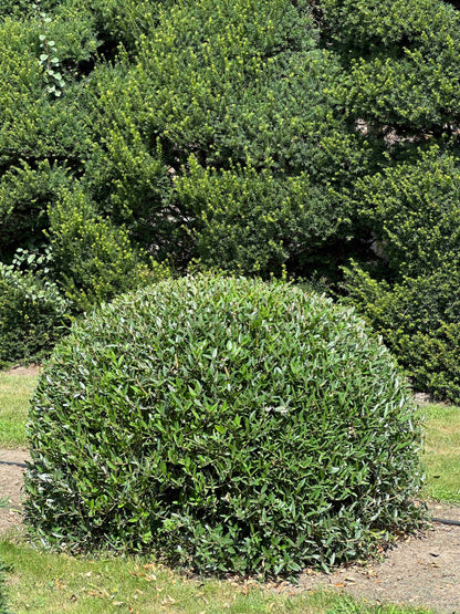 PA TOPIARY #005