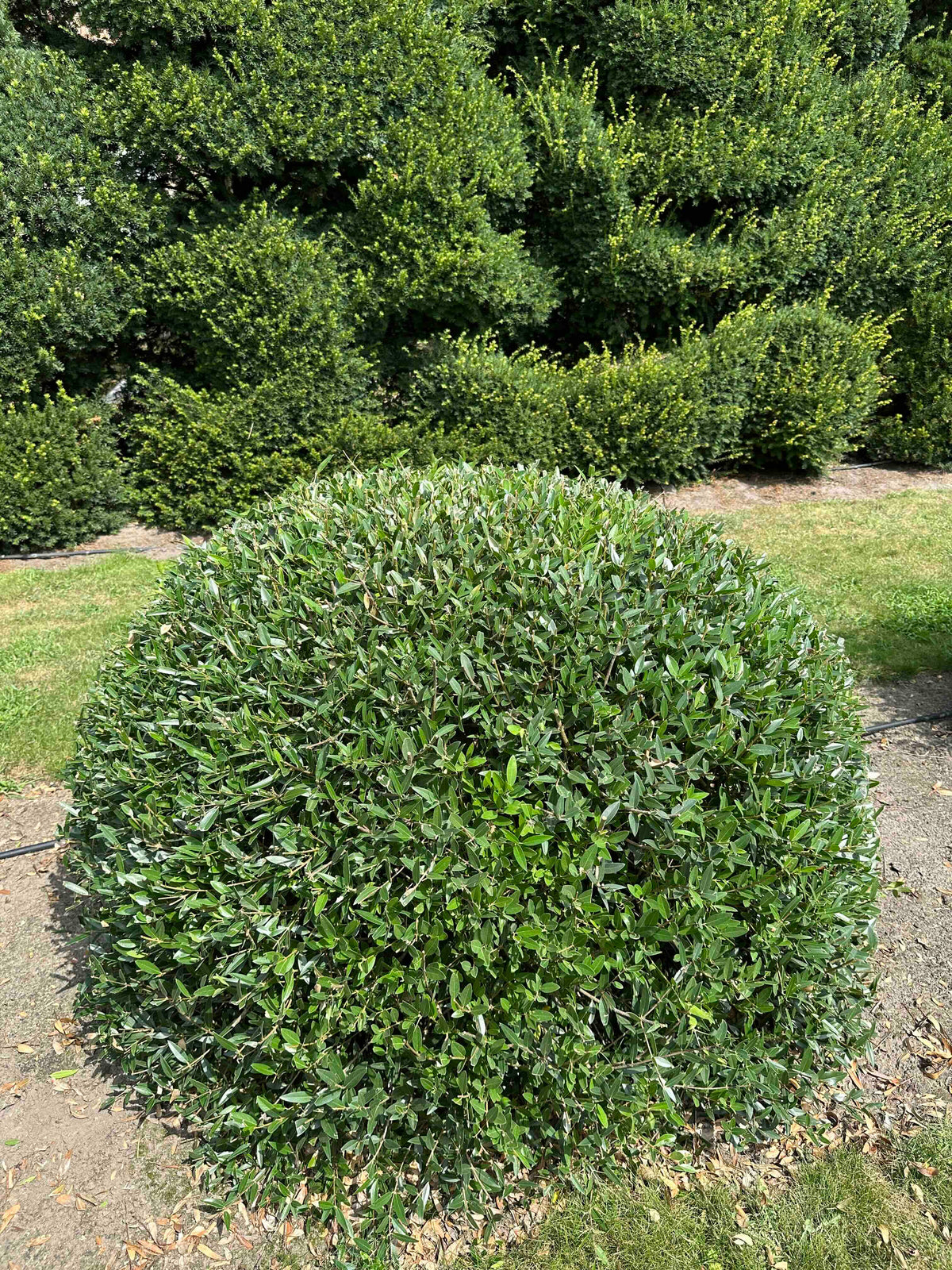 PA TOPIARY #005